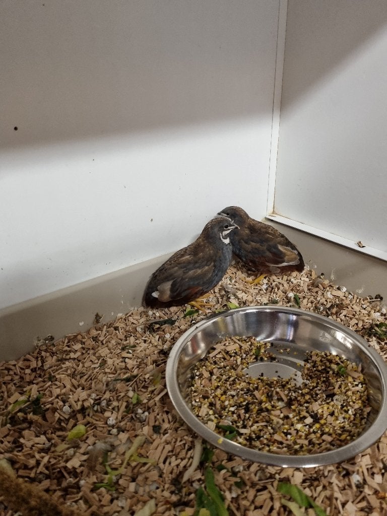 Jonge Chinese Dwerg Kwartels - Natuurbroed - nog 2 haantjes, Dieren en Toebehoren, Mannelijk, Tropenvogel