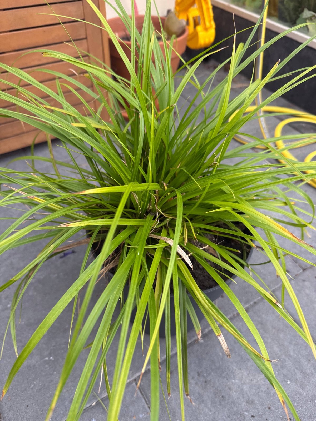 Carex, Ophalen, Vaste plant, Siergrassen, Halfschaduw