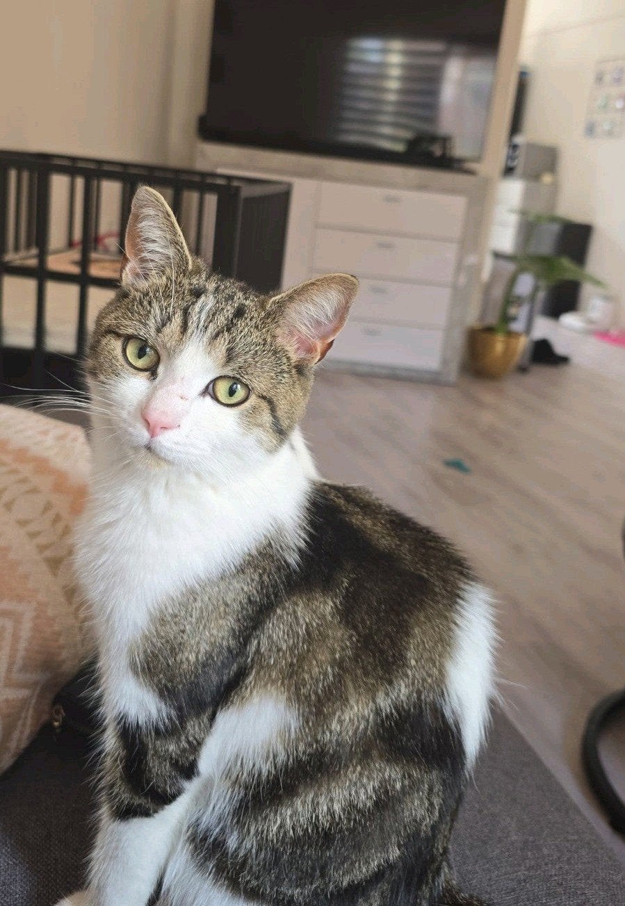 Britse korthaar Ace, Dieren en Toebehoren, Kater, Kortharig, 0 tot 2 jaar