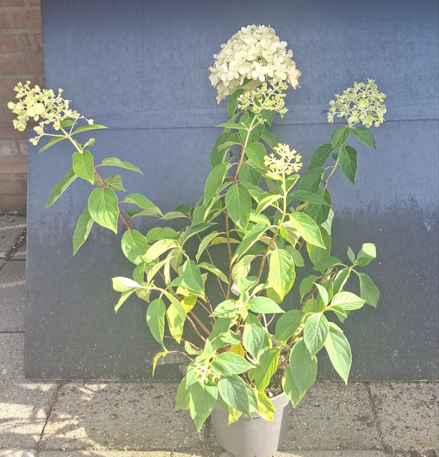 Pluimhortensia Hydrangea paniculata Limelight 25cm p17/30cm, Ophalen, Vaste plant, Overige soorten, Halfschaduw