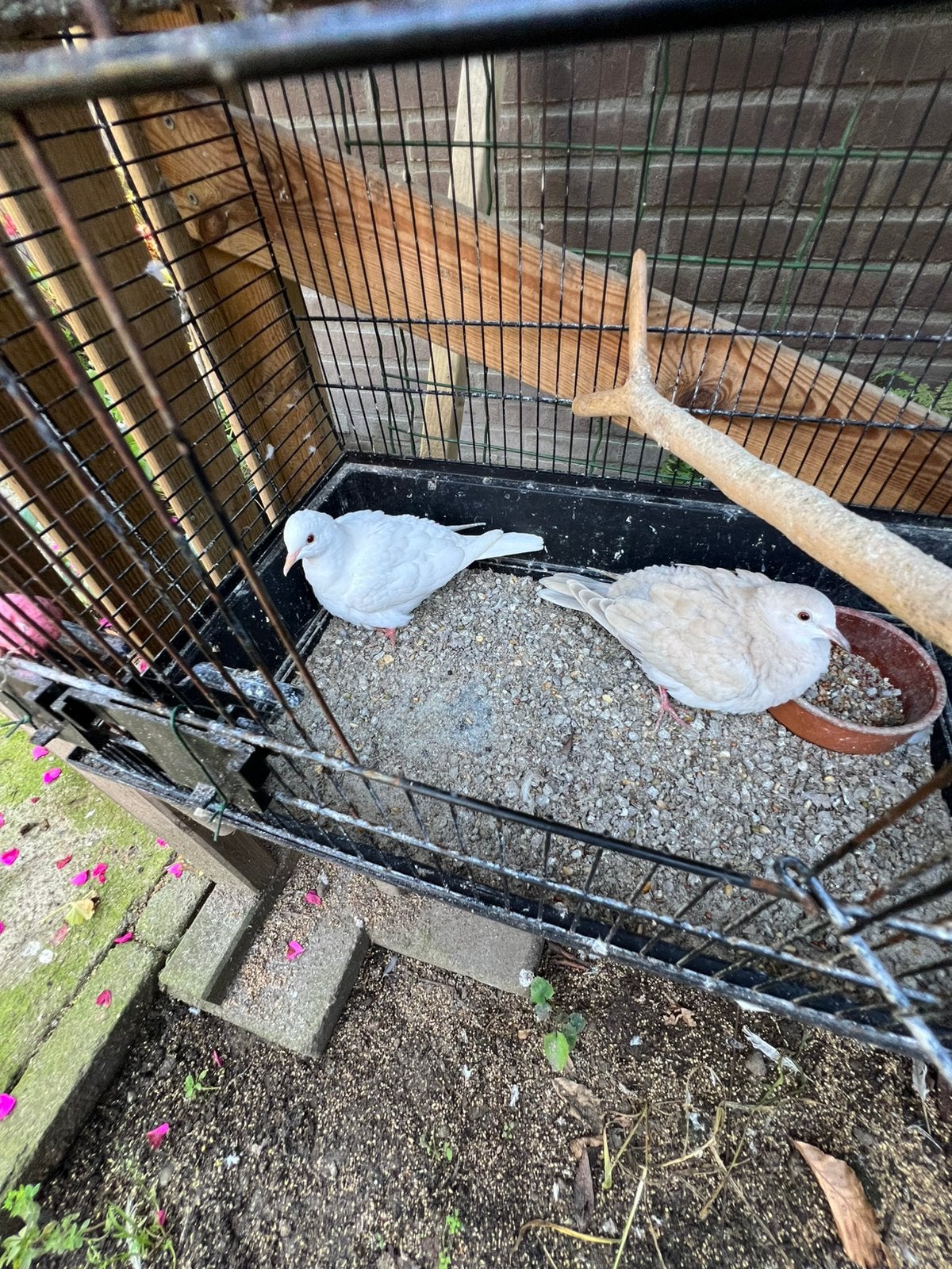 Tortel duifjes 2 koppels, Dieren en Toebehoren, Meerdere dieren, Overige soorten