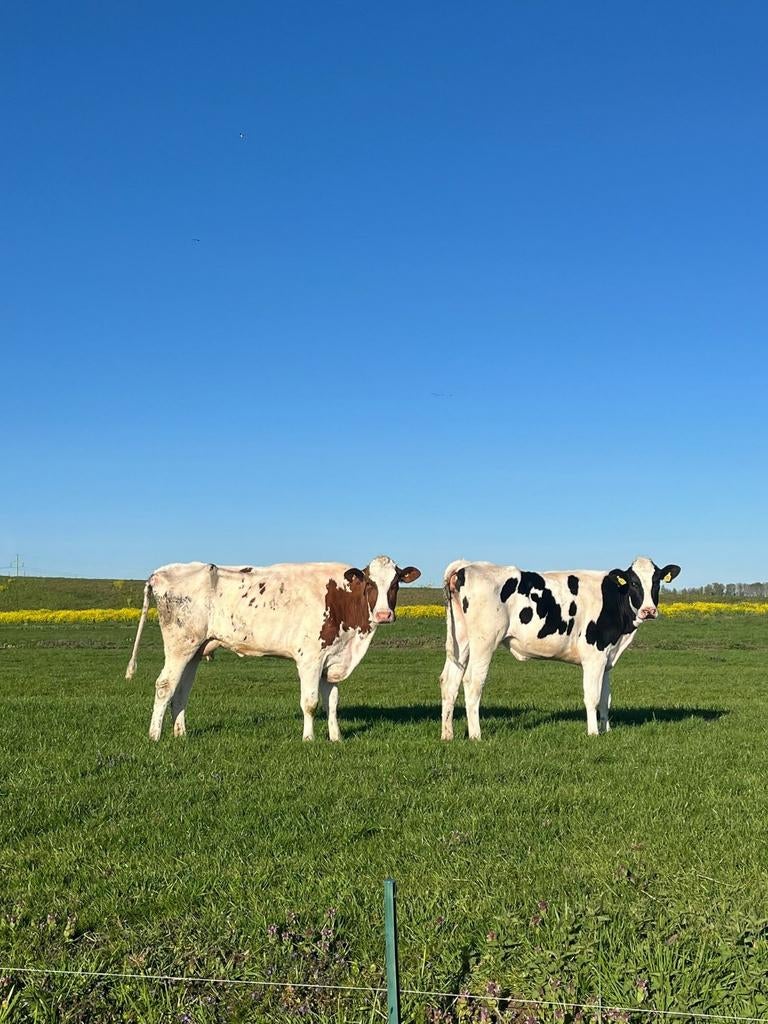 Te koop pinken en kalveren, Mannelijk