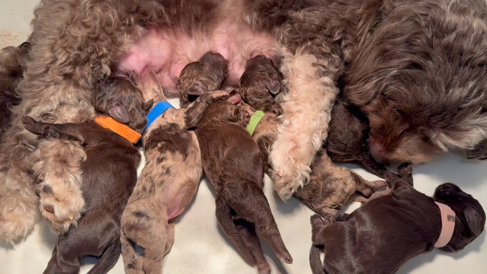 Gastgezin gezocht!, Dieren en Toebehoren, CDV (hondenziekte), 8 tot 15 weken, Teef, Eén hond