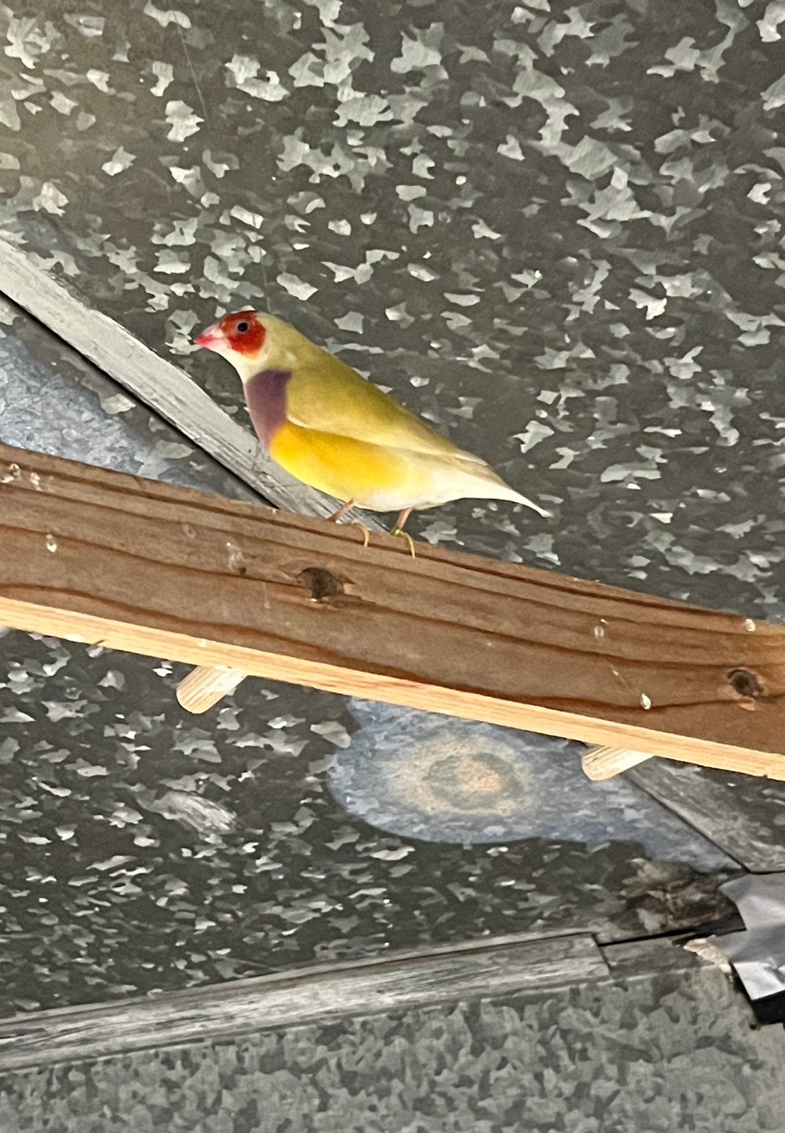 Amadine pop, Dieren en Toebehoren, Vogels | Overige Vogels, Vrouwelijk