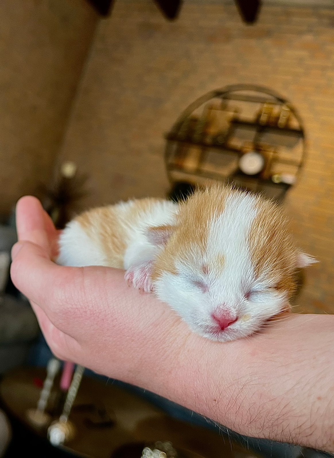 Mooie kittens, Meerdere dieren, Kortharig, 0 tot 2 jaar