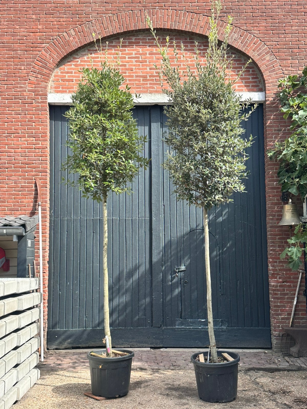 Quercus ilex (steeneik hoogstam boom), Tuin en Terras, Ophalen, Halfschaduw, Overige soorten