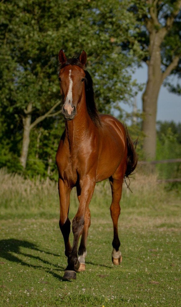 1-jarige merrie uit de succesvolle Rona-familie, Merrie, Met stamboom, Dressuurpaard, 0 tot 2 jaar
