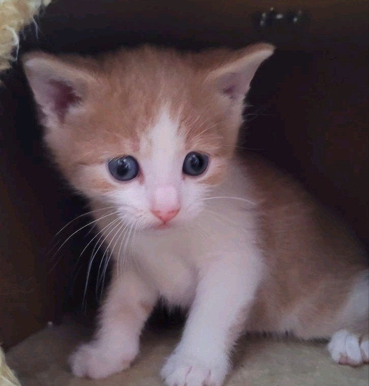 lichtrode beige kittens, Meerdere dieren, Ontwormd, 0 tot 2 jaar