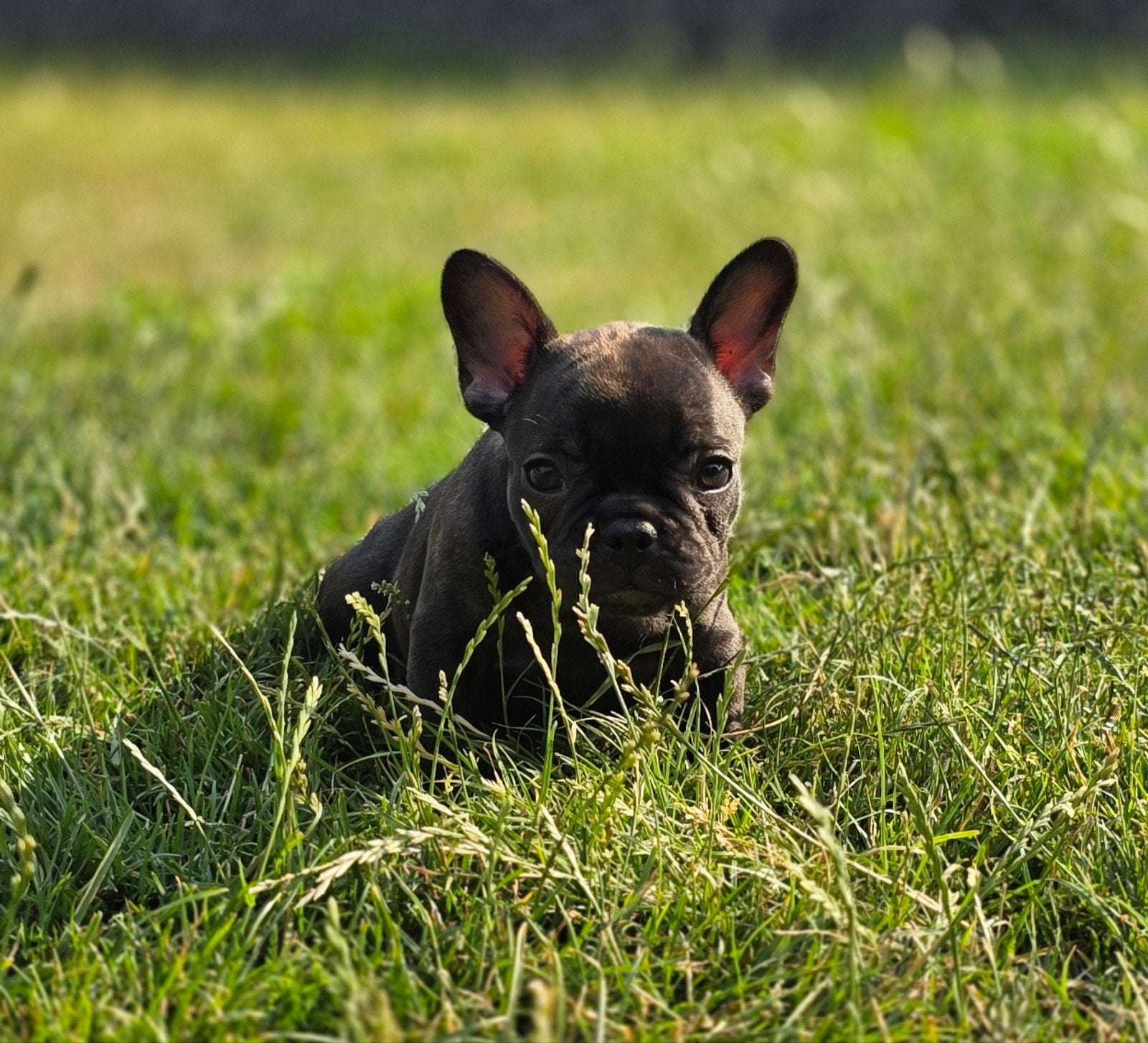 💓 Prachtige raszuivere  franse bulldog pups teefjes 💓, Parvo, 8 tot 15 weken, Teef, Bulldog