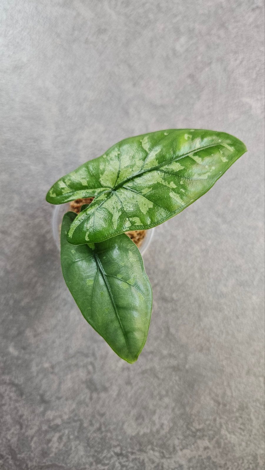 Alocasia boyceana ‘Shattered Glass’, Ophalen of Verzenden, Halfschaduw, Minder dan 100 cm