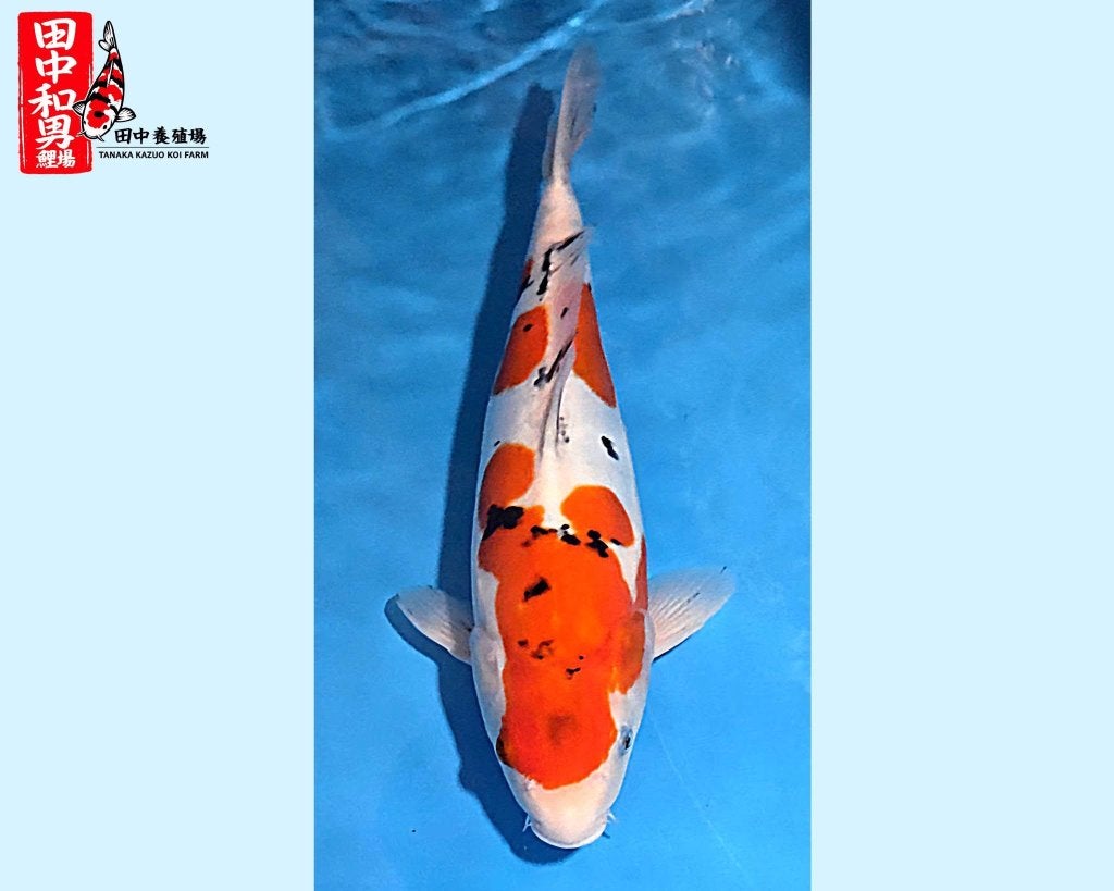 Japanse koi, Doitsu Sanke, 45 cm, 2 jaar oud, Dieren en Toebehoren, Vissen | Vijvervissen, Karper of Koi
