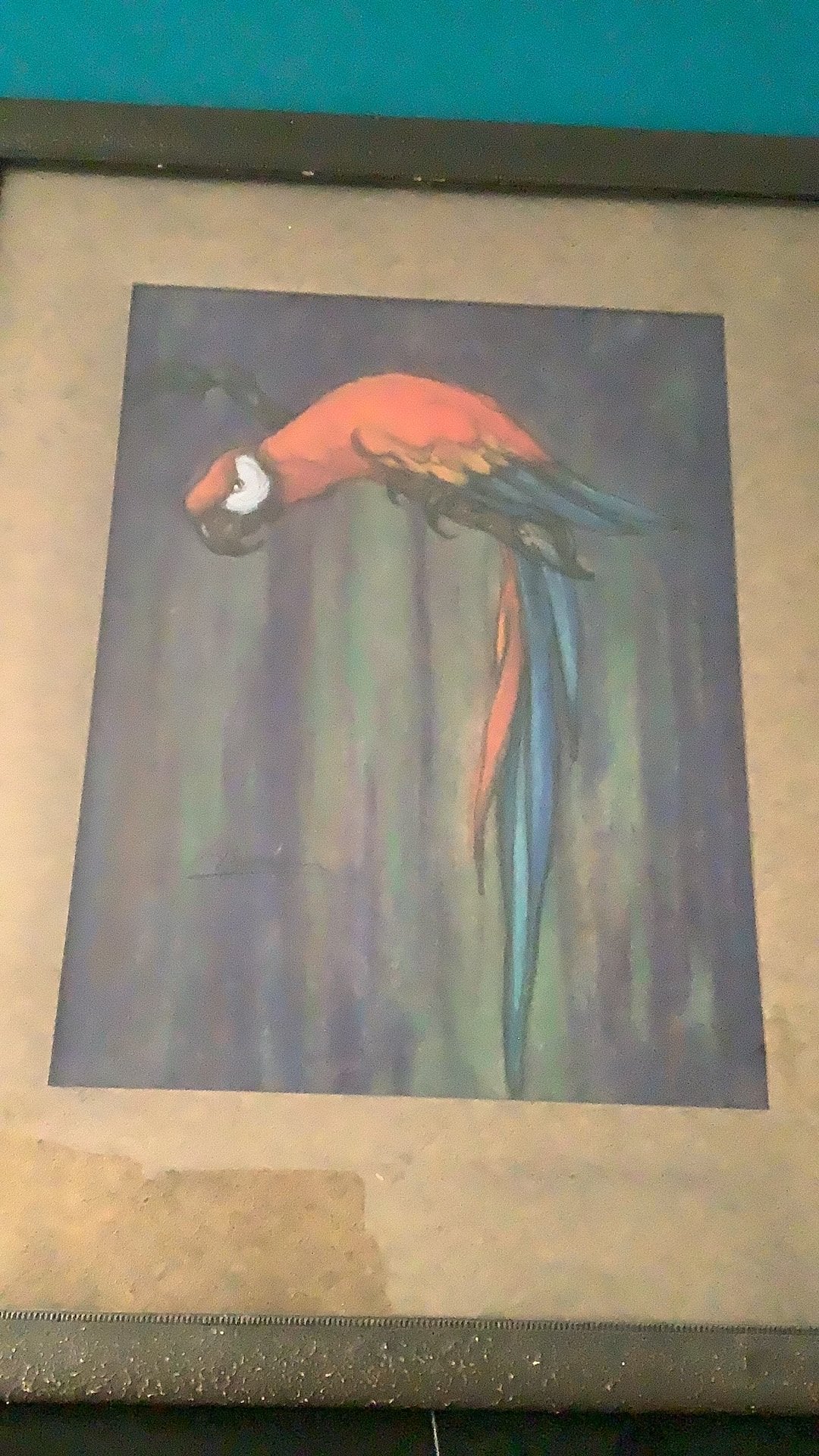Papagaai ara pastel, Ophalen