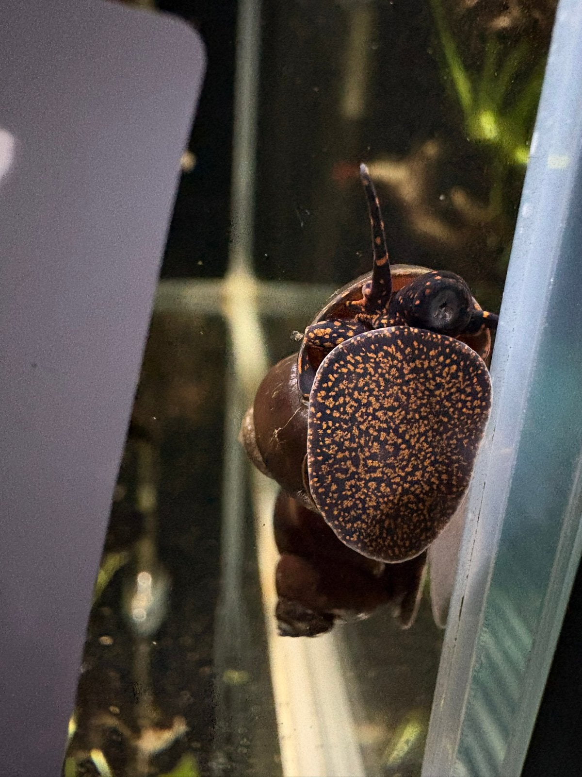 Aquariumplanten, aquriums, garnalen & slakken, Dieren en Toebehoren, Kreeft, Krab of Garnaal