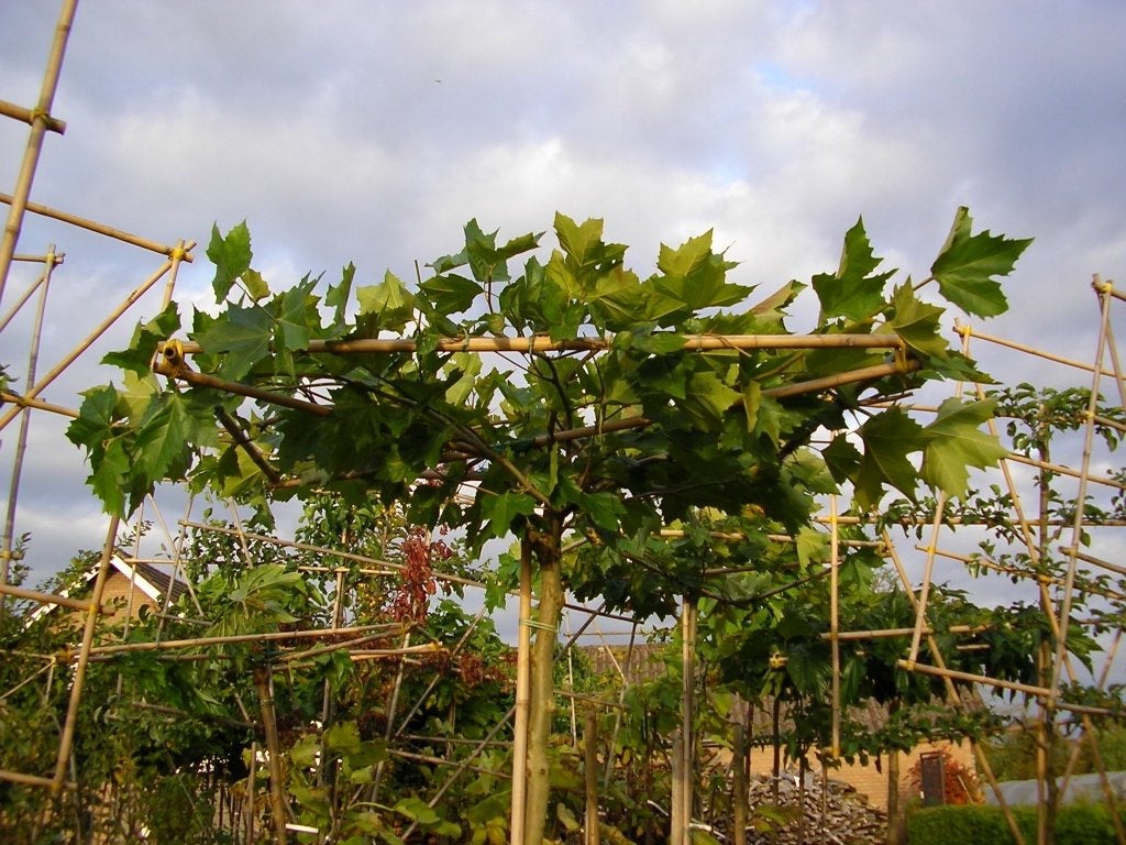 Dakmoerbei morus alba 'Macrophylla', Tuin en Terras, Planten | Bomen, Bloeit niet, 100 tot 250 cm, Dakboom, Ophalen