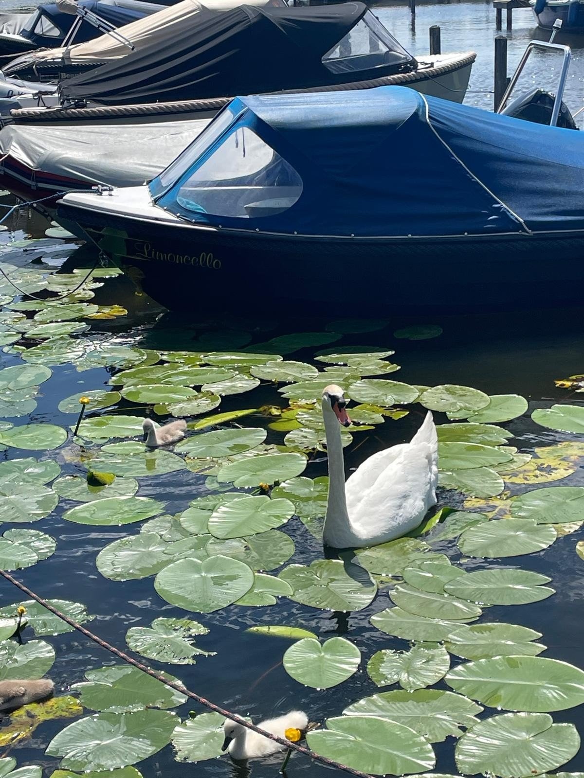 Onze geliefd sloepje "Limoncello" zoekt een nieuw gezin ️, Watersport en Boten, Ophalen, Gebruikt, 10 pk, Zonnedek