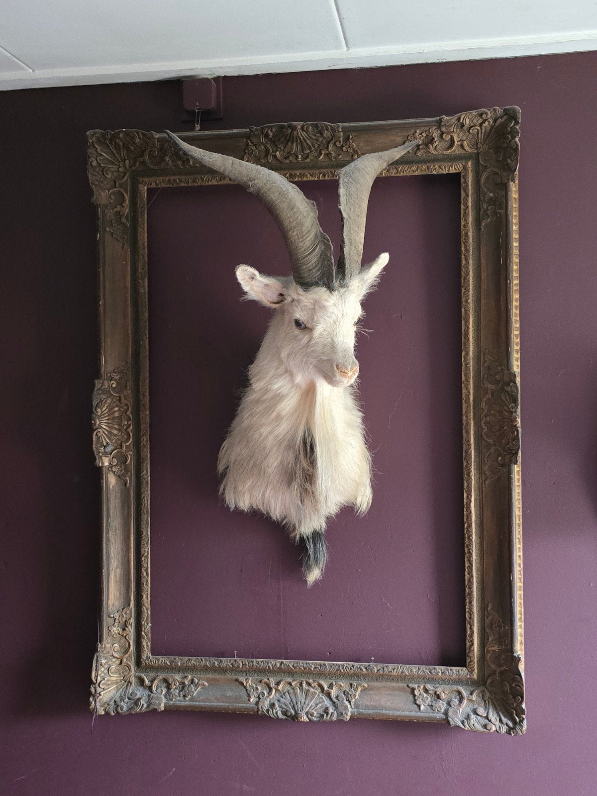 Mooie kop van bok of geit taxidermie, Ophalen of Verzenden