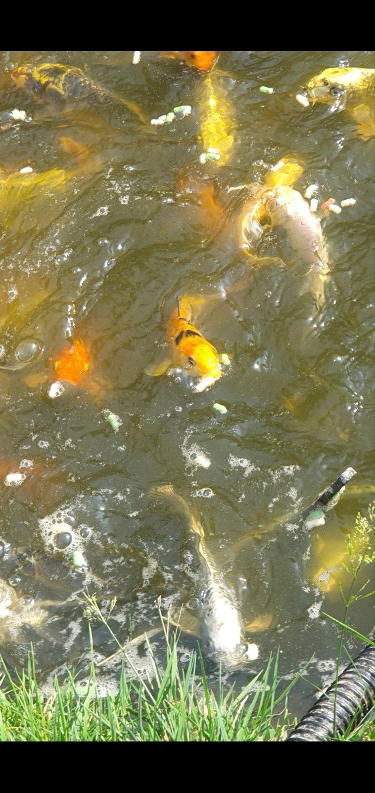 Koi karpers, Karper of Koi