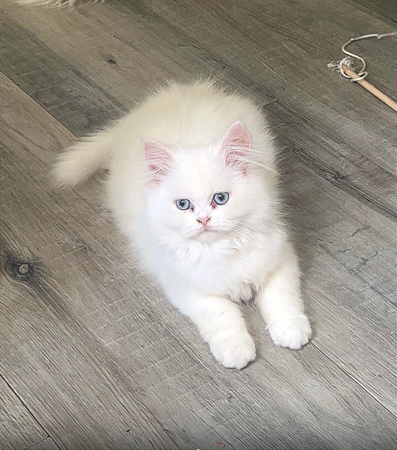 Prachtig wit Perzisch katertje van 5 maanden zoekt thuis, Kater, Langharig, 0 tot 2 jaar