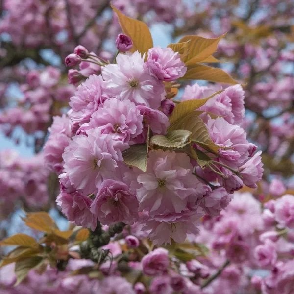 Prunus Serrulata Kanzan Meerstammig, Japanse Sierkers 250 cm, Ophalen of Verzenden, Gehele jaar, Halfschaduw