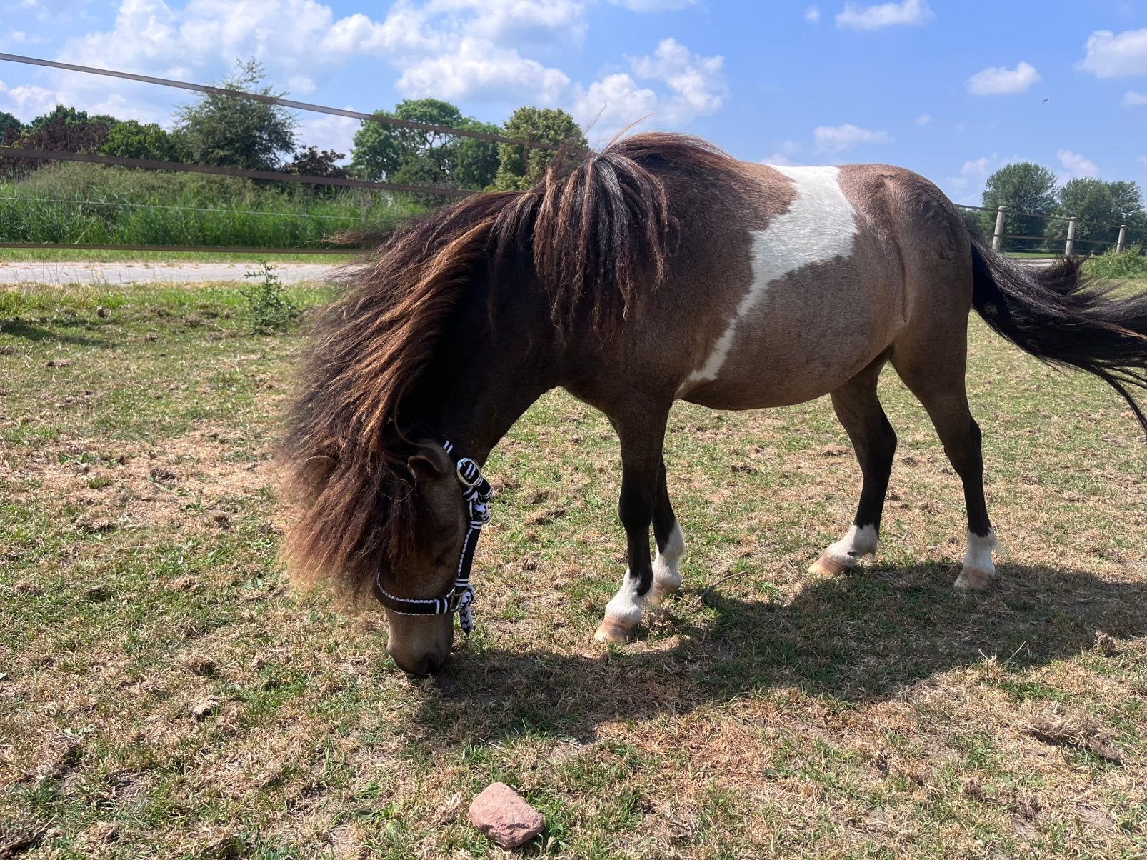 Lieve 2jr NMPRS merrie SLC KIDS BANANAx GDF ERAGON’S CIRINO, Dieren en Toebehoren, Pony's, Merrie, Met stamboom, Niet van toepassing
