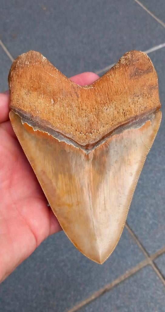 Megalodon haaientand 14 cm fossiel uit Indonesië haai, Verzamelen, Ophalen of Verzenden, Fossiel
