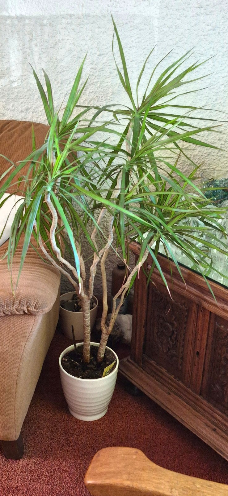 Grote Dracaena Marginata kamerplant, Tuin en Terras, Ophalen
