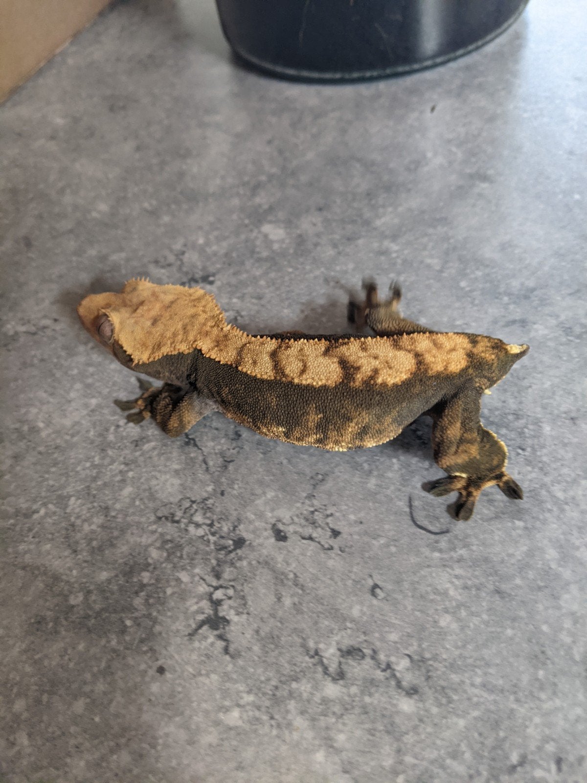 Wimpergekko vrouw Crested Gecko - female for sale from Hypertrophy Bullys