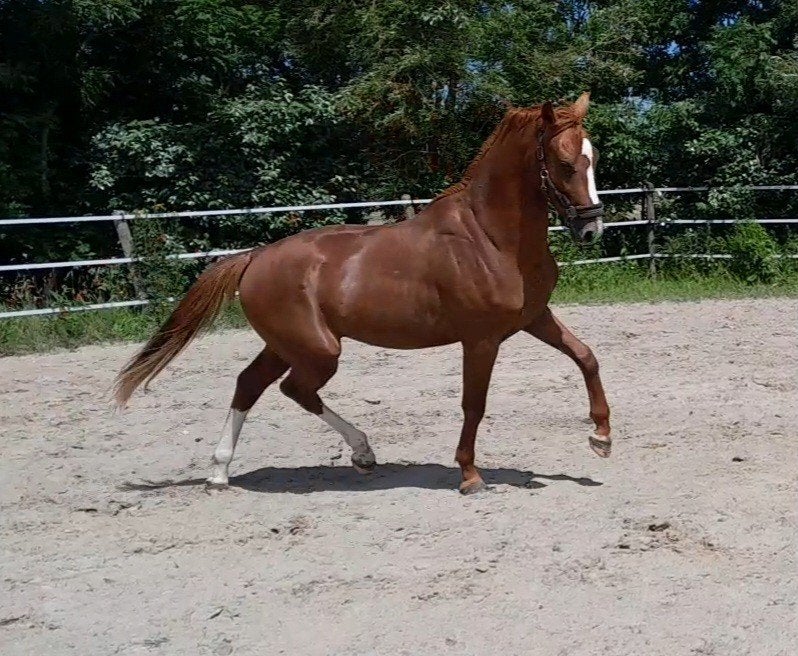 Talentvolle 2 jarige hengst, Dieren en Toebehoren, Paarden, Hengst, Dressuurpaard, 0 tot 2 jaar