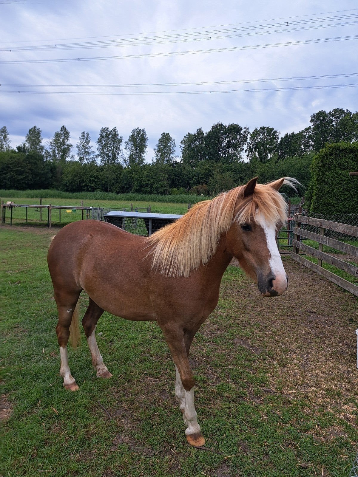 Lieve Welsh A pony, merrie, Dieren en Toebehoren, Merrie