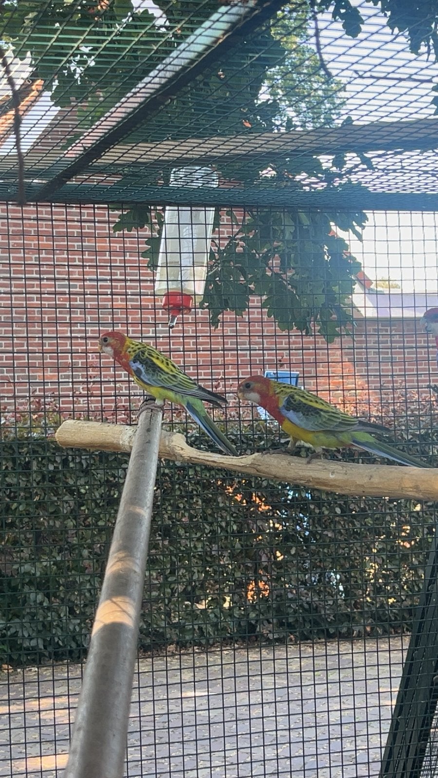 Rosella, Meerdere dieren, Parkiet