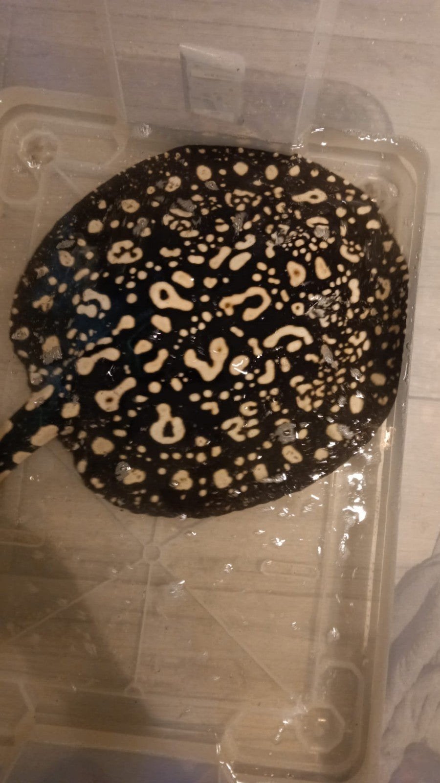 Potamotrygon Black Diamond Arowana Cichla gar, Dieren en Toebehoren, Vis