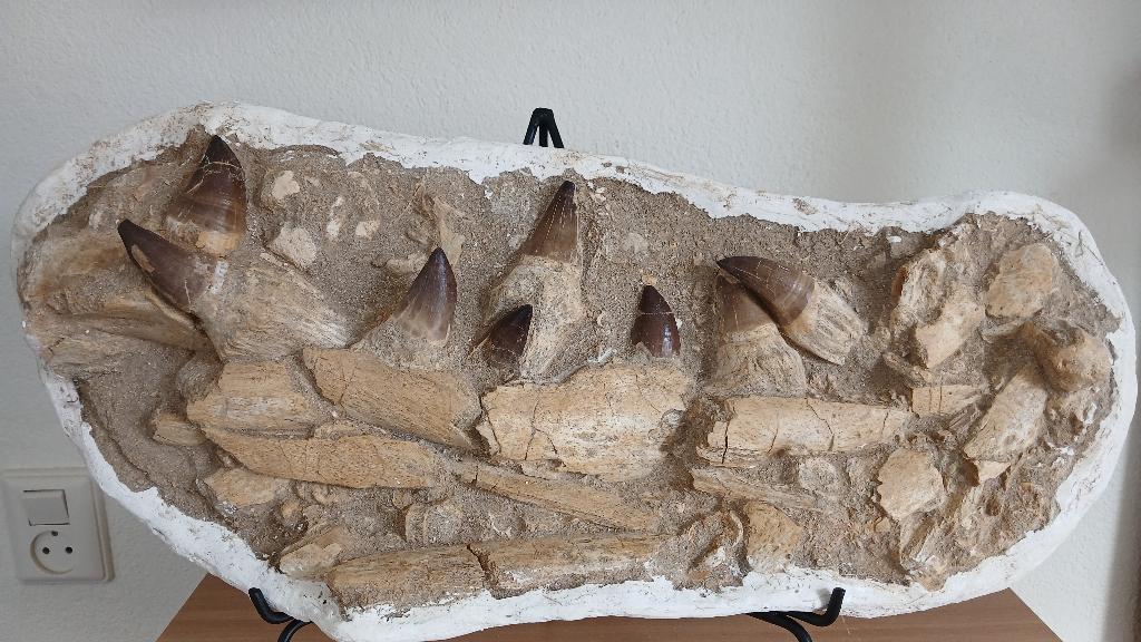 Mosasaurus kaak in origineel matrix dinosaurus fossielen, Ophalen, Fossiel