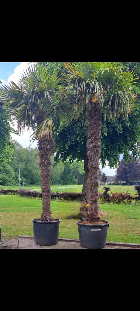 Palmbomen 2x in kuip  4 meter hoog ex kuip, 250 tot 400 cm, Zomer, Palmboom, Ophalen
