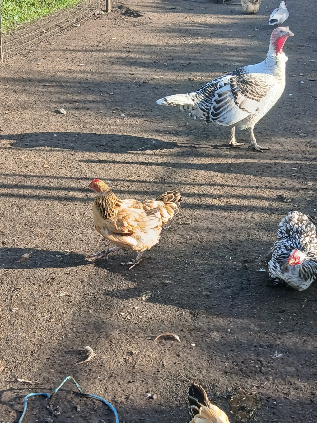 sussex kriel, Dieren en Toebehoren, Vrouwelijk, Kip