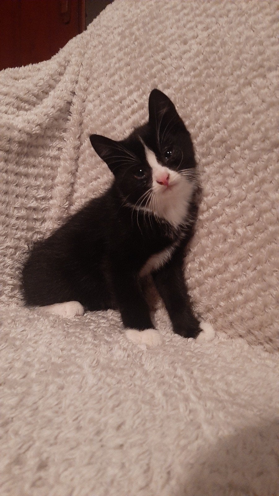 Lieve, mooie, speelse en aanhankelijke kittens te koop, Meerdere dieren, Ontwormd