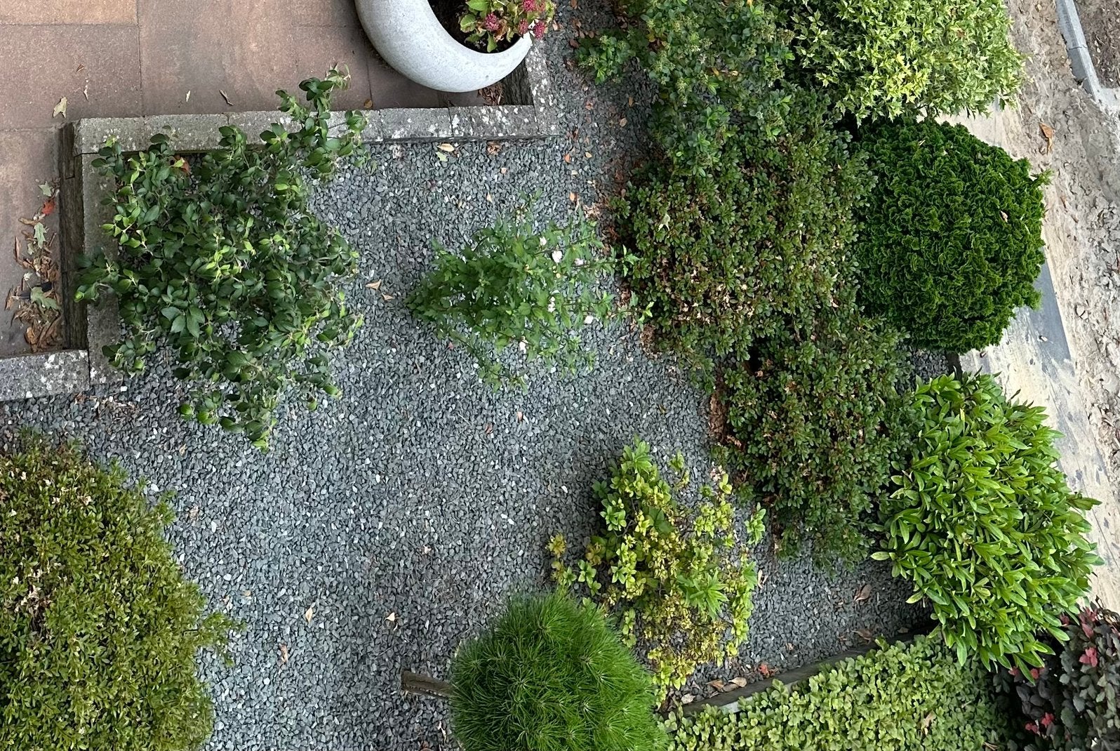 Gratis, Tuin en Terras, Planten | Struiken en Hagen, Ophalen, Vlinderstruik, 100 tot 250 cm
