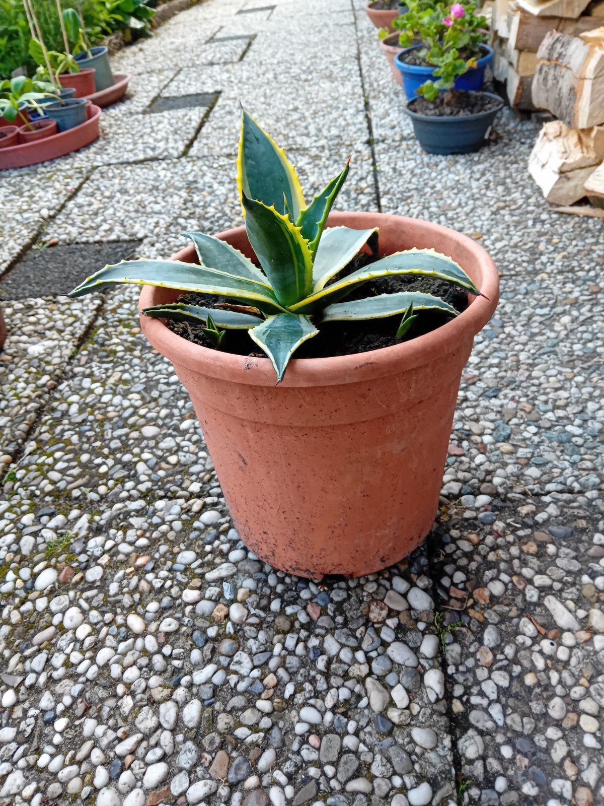 Agave plant in pot - Decoratieve en onderhoudsarme plant, Ophalen of Verzenden