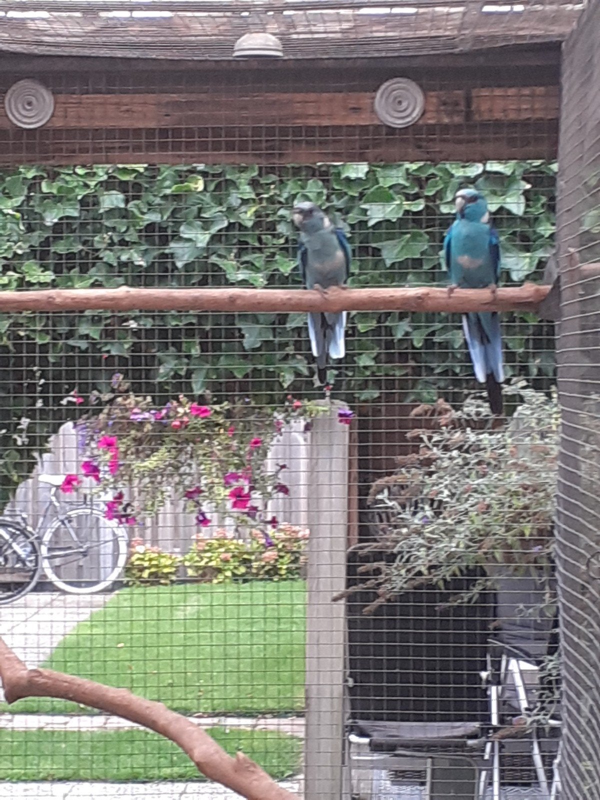 broedkoppel blauwe barnards, Dieren en Toebehoren, Vogels | Parkieten en Papegaaien, Meerdere dieren, Parkiet, Geringd