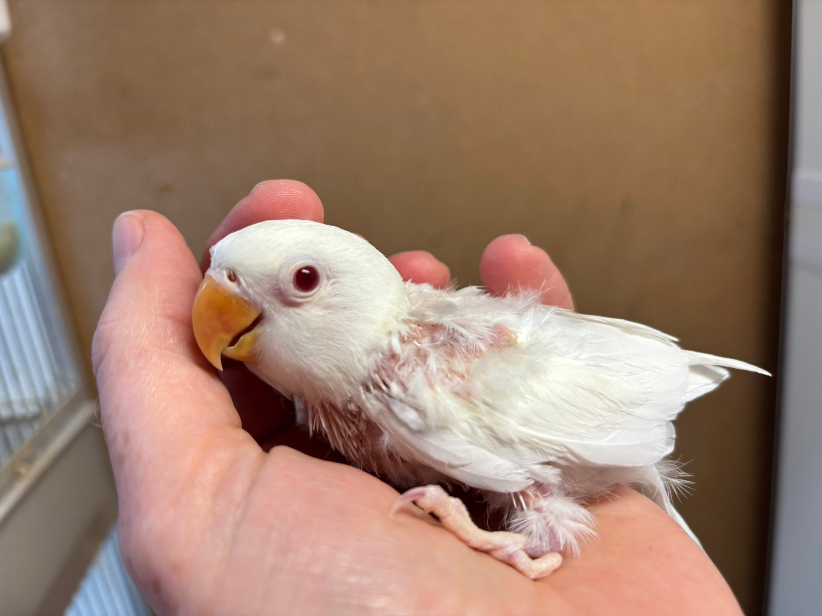 Jonge agapornis fischeri dwergpapegaai ALBINO, Dieren en Toebehoren, Geslacht onbekend, Dwergpapegaai of Agapornis, Geringd