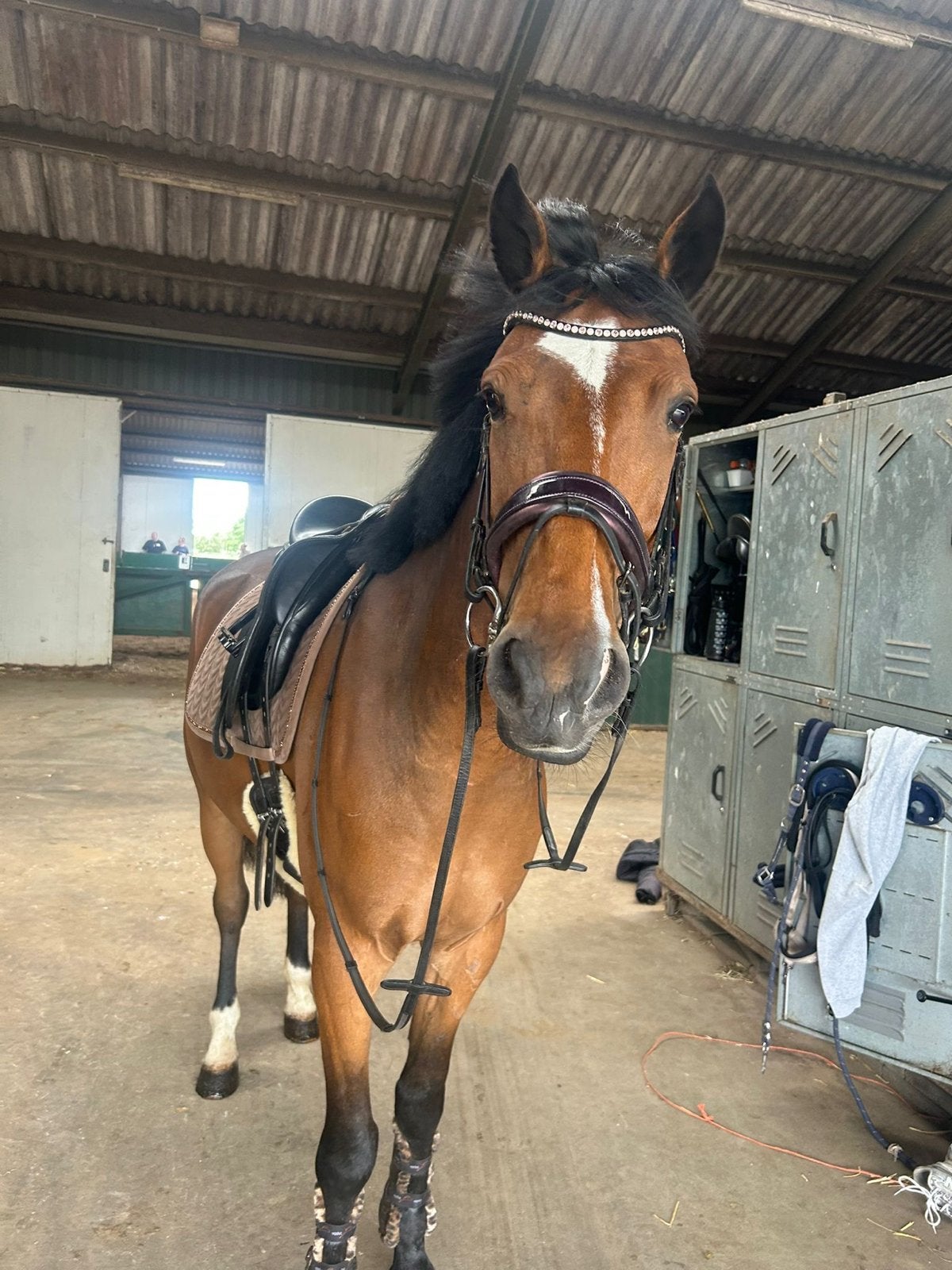 Lieve 4-jarige E-pony van 1,56 m – gouden karakter, Ruin, Recreatiepaard, 3 tot 6 jaar