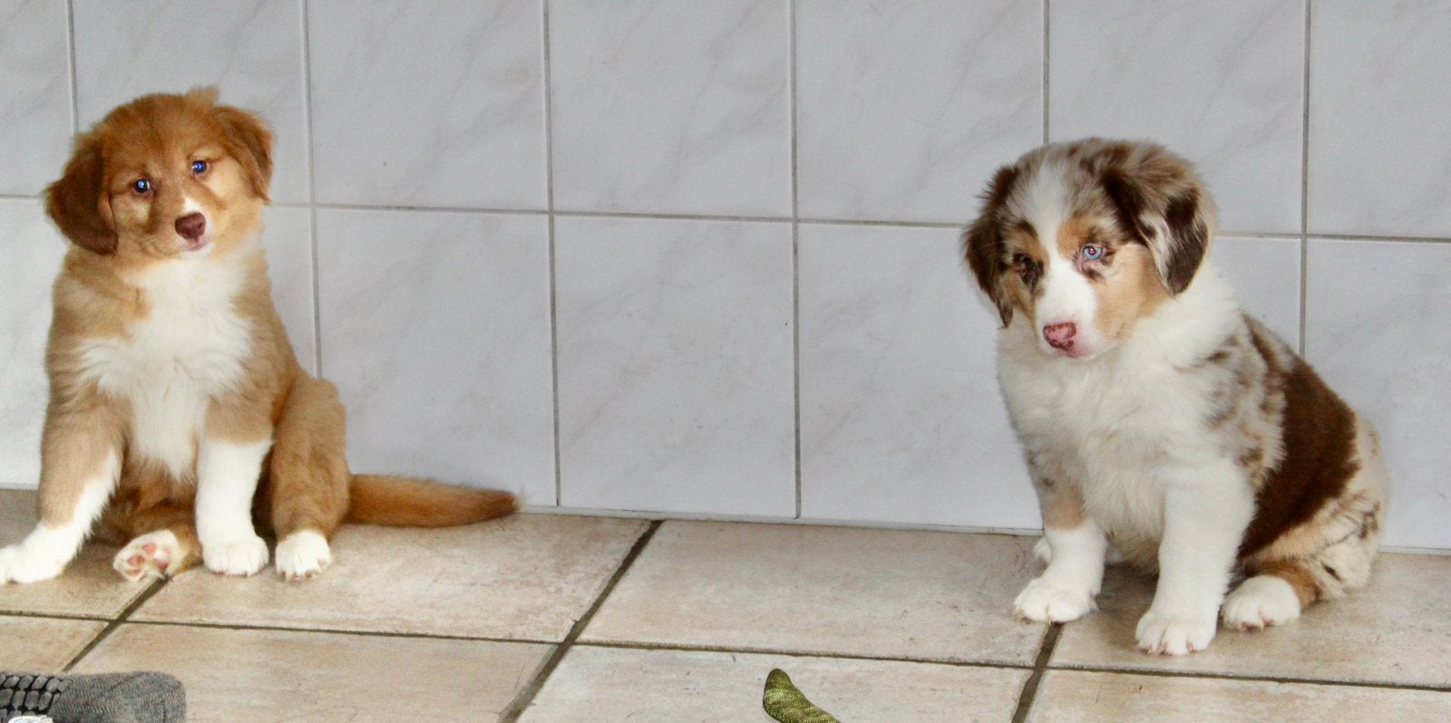 Nova scotia duck tolling retriever x border collie pups, Nederland, Labrador retriever, Meerdere, Meerdere dieren