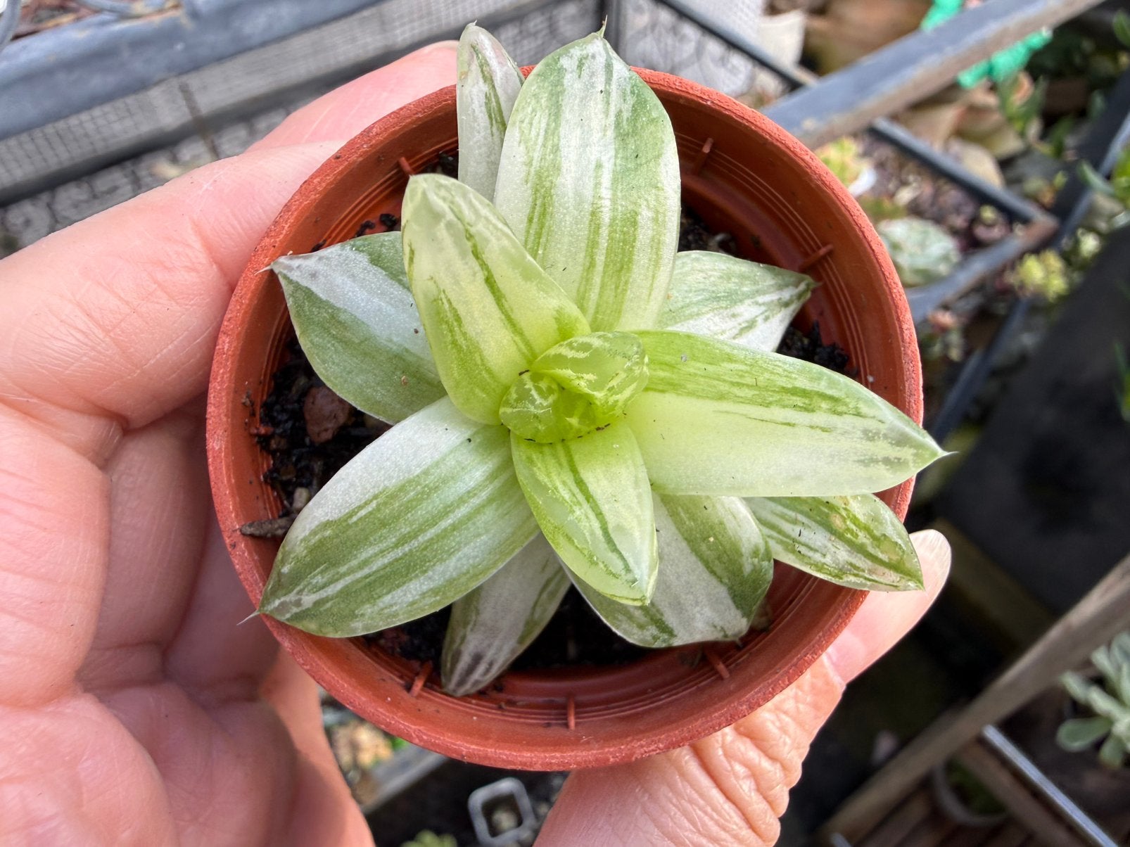 Haworthia variegata/pot 5cm/vetplant/succulent, Ophalen of Verzenden, Halfschaduw, Minder dan 100 cm