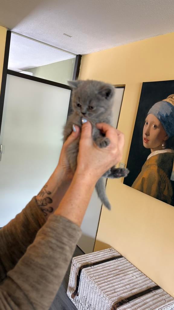 britse korthaar kitten poesje, Poes, Ontwormd