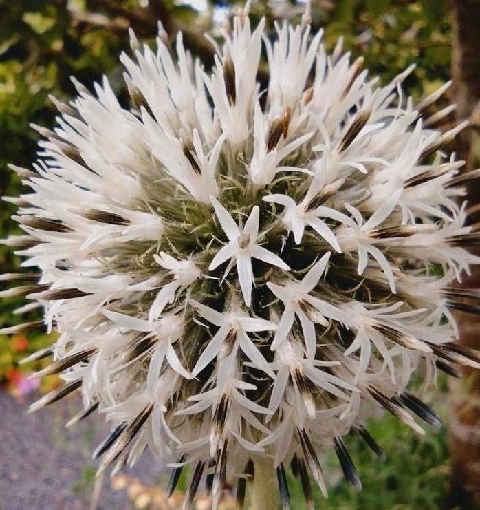 Zaden Kogeldistel wit - Echinops bannaticus 'Albus', Verzenden, Gehele jaar, Volle zon, Zaad