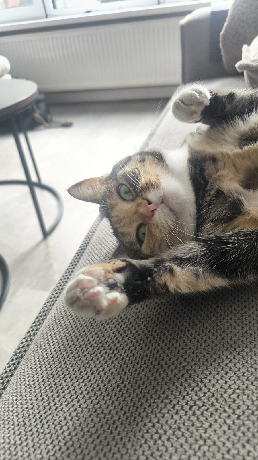 kat zoekt tijdelijke huisje lees omschrijving!, Dieren en Toebehoren, Katten en Kittens | Raskatten | Korthaar, Poes, Gechipt