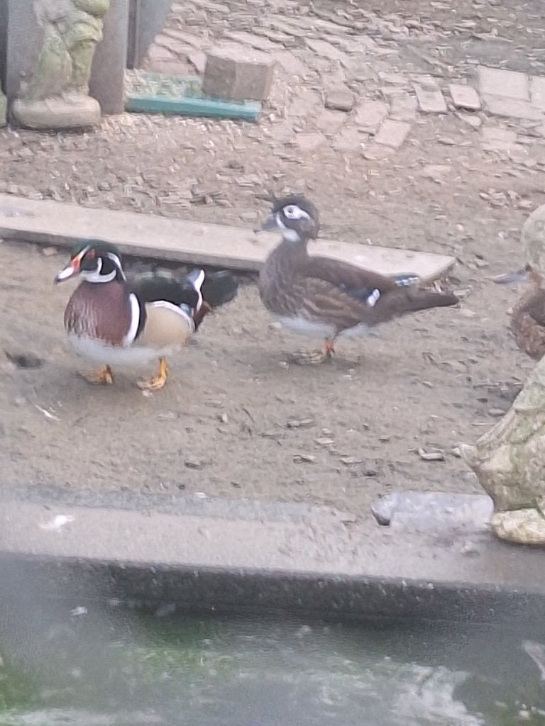 te koop carolina eenden, Meerdere dieren, Eend