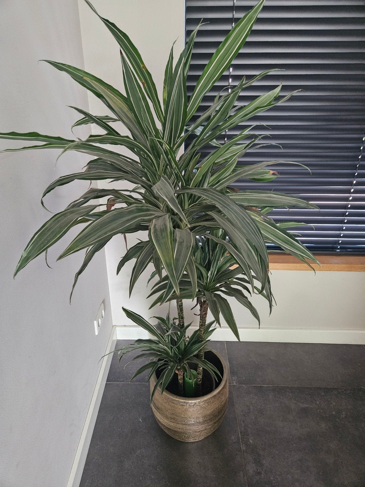 Grote dracaena plant, Groene kamerplant, Ophalen, In pot, 150 tot 200 cm
