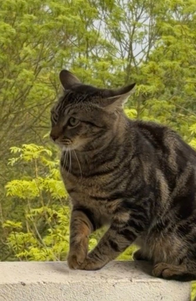 Liefe katl, 0 tot 2 jaar