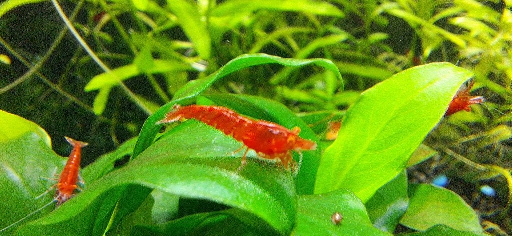 Garnalen red oe, Dieren en Toebehoren, Vissen | Aquariumvissen, Kreeft, Krab of Garnaal, Zoetwatervis
