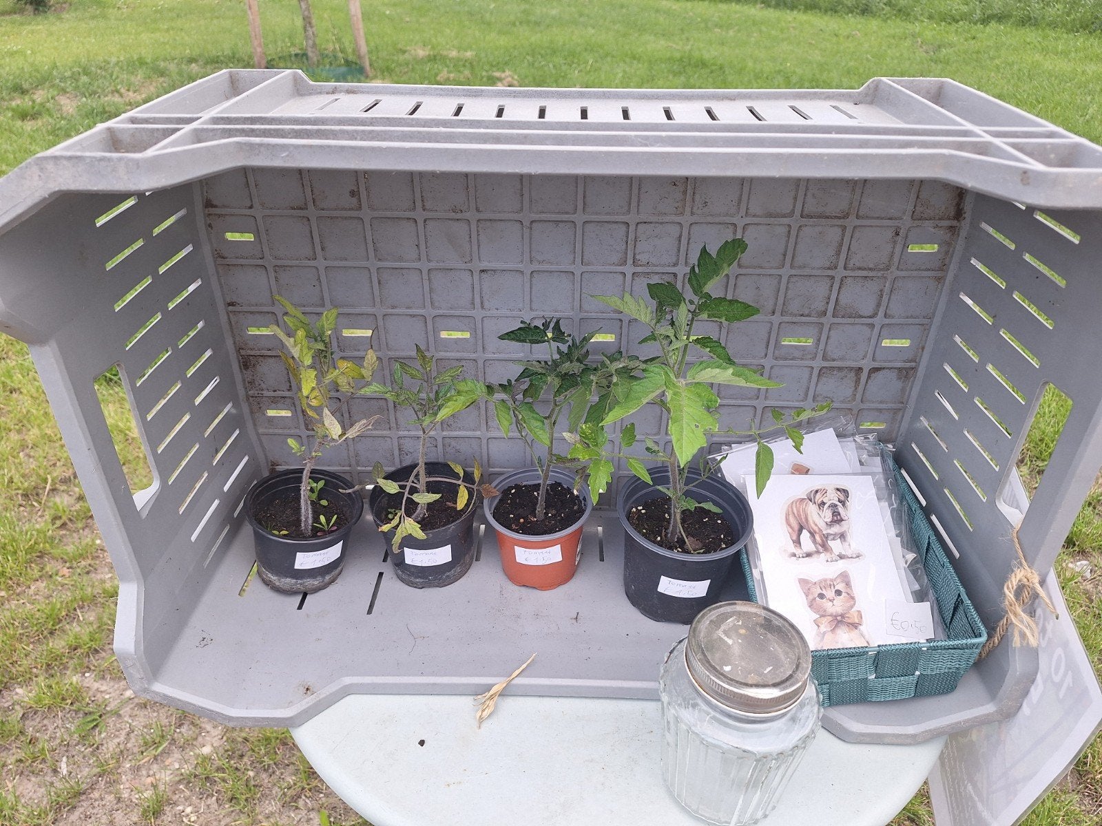 Tomaten planten, Tuin en Terras, Planten | Tuinplanten, Ophalen, Eenjarig, Groenteplanten, Volle zon